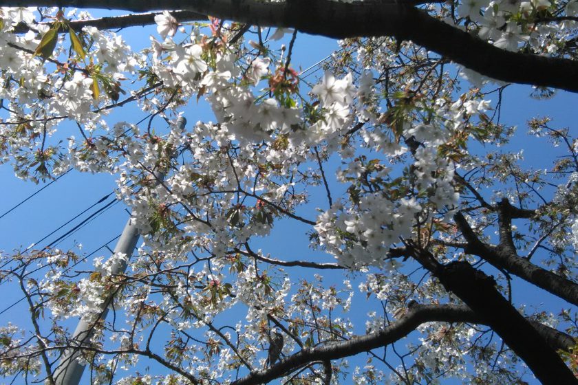 飯田橋駅周辺の桜満開