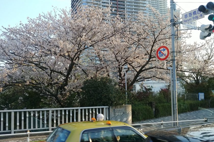 都内は桜が満開