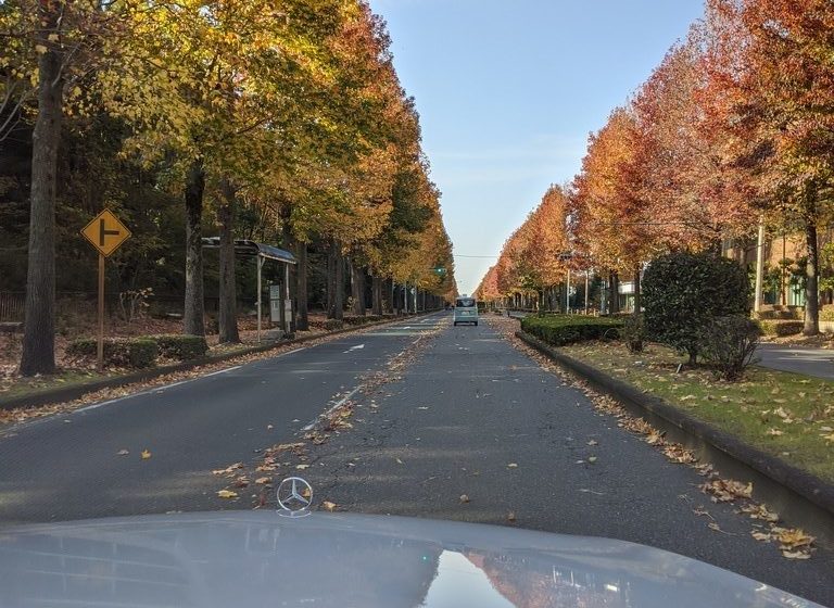 つくばの紅葉に染まる街路樹並木