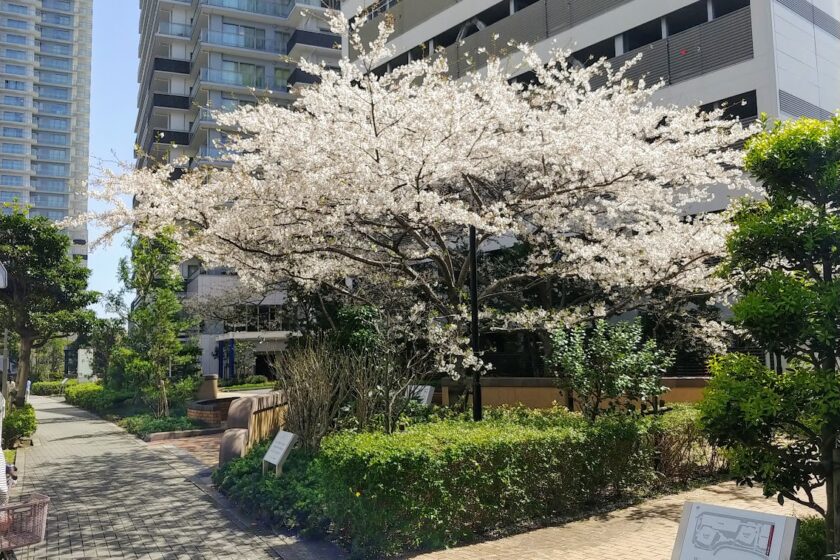 都内は桜ももう終わり頃