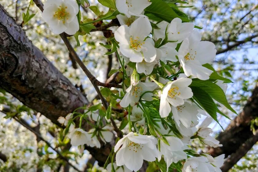 東京湾近くのタワーマンション下で満開の白い桜を鑑賞